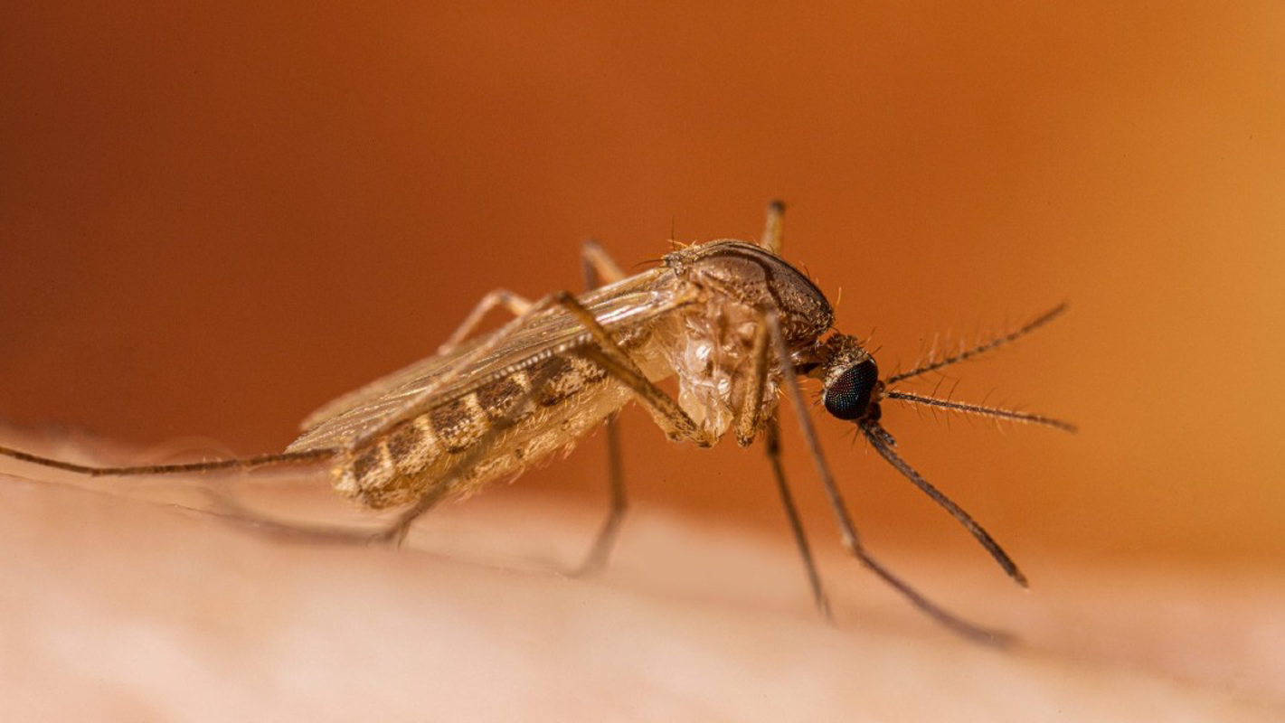 Crema - West Nile Virus, casi in aumento