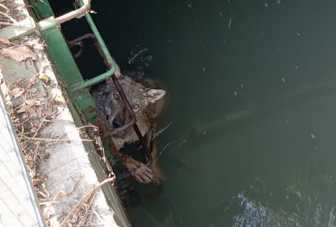 Dal territorio - Lupo incastrato nella griglia di un canale