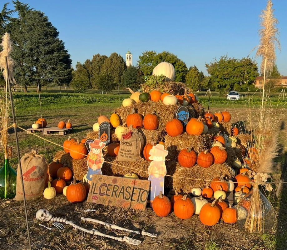 Lodi - Toto tra le zucche per la ricerca