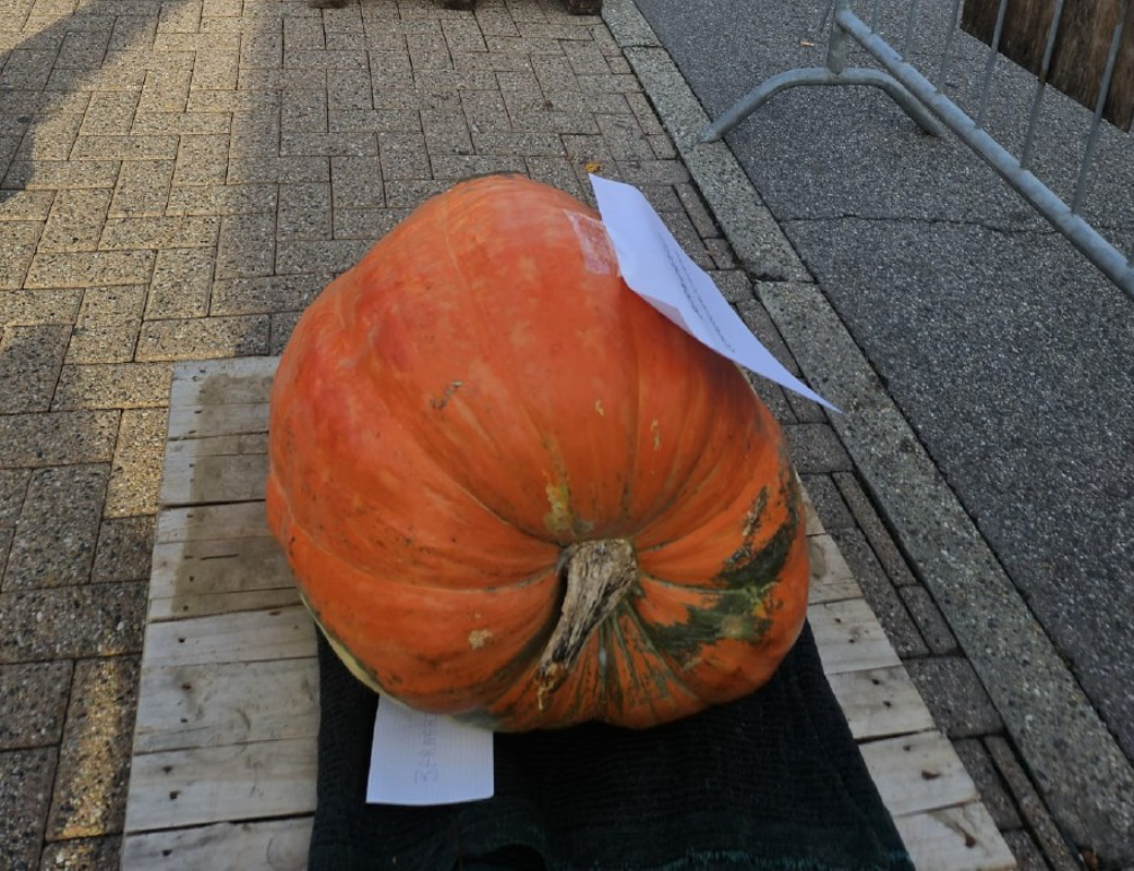 Cornegliano Laudense - Zucca da 80 chili
