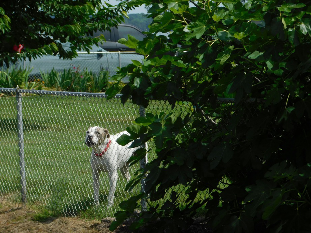 Lodi - Due nuove aree cani