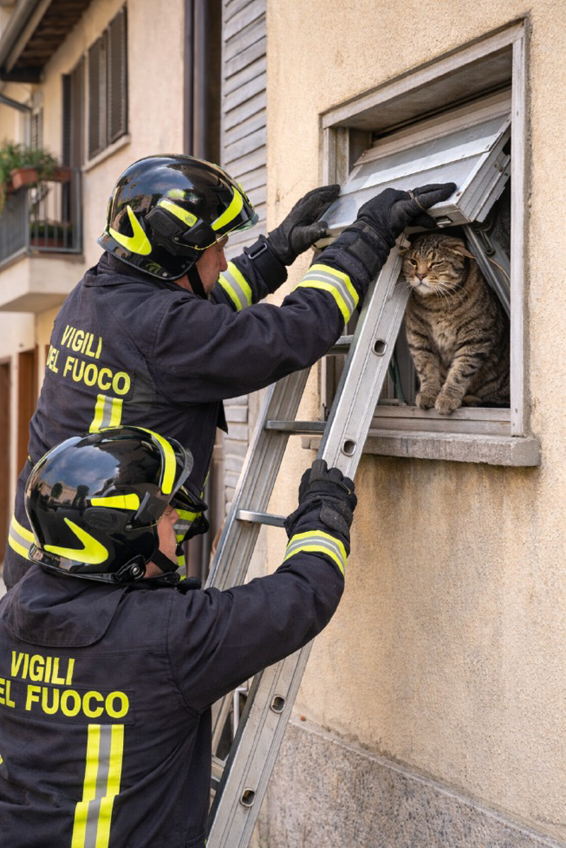 Sant'Angelo Lodigiano - Gatto salvato dai pompieri