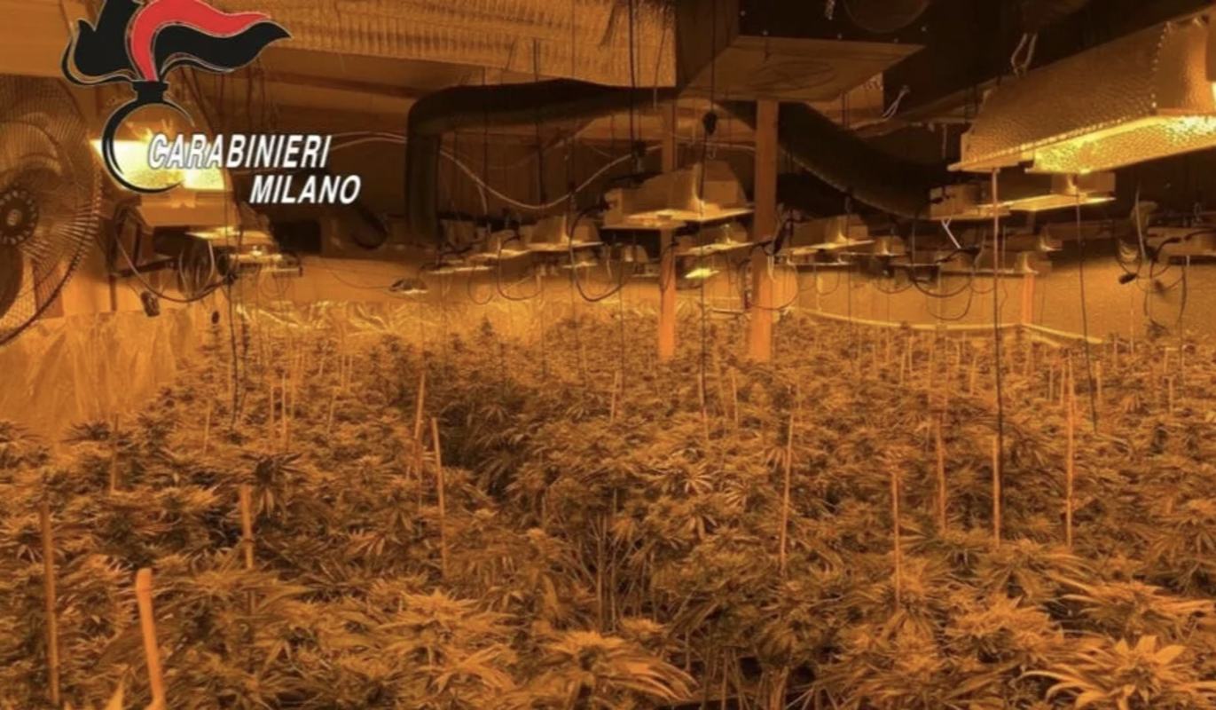 Lodi Vecchio – Scoperta piantagione di marijuana 