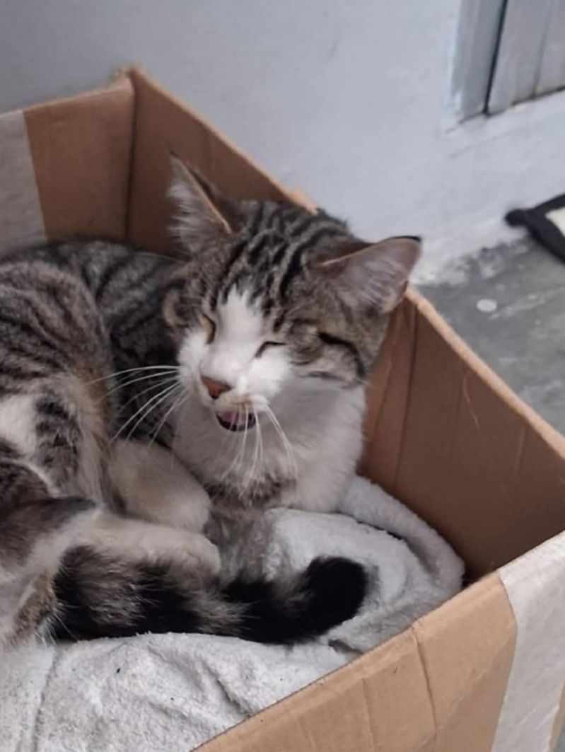 Lodi Vecchio – Scomparso il micio Fortunato