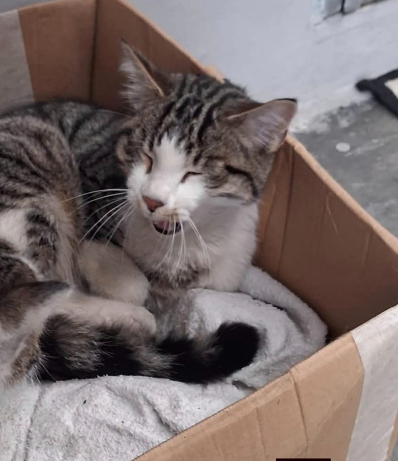 Lodi Vecchio – Ritrovato il micio Fortunato