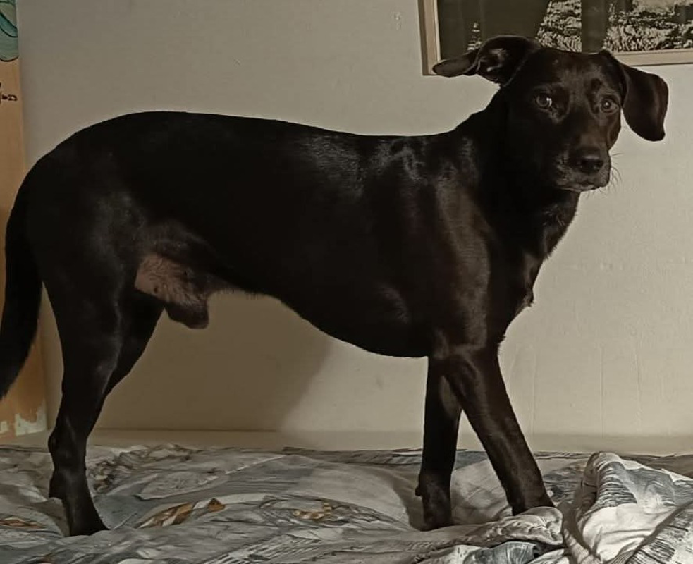 Lodi – Smarrito il cane Aton