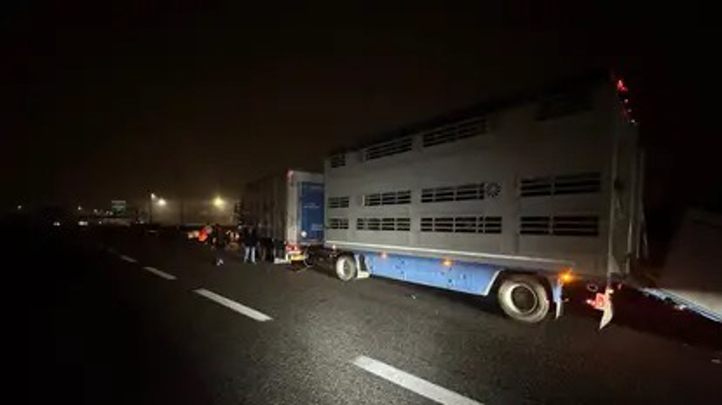 Dal territorio - Mucche in tangenziale, interviene Mura Car