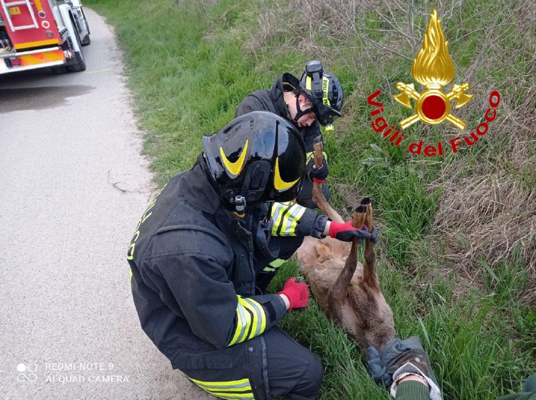 Casalpusterlengo - Cerbiatto incastrato in un fosso