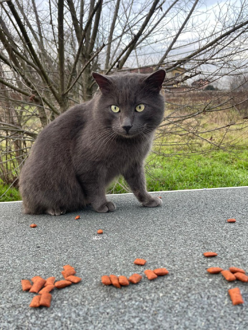Lodi Vecchio - Si cerca il gatto Cesare