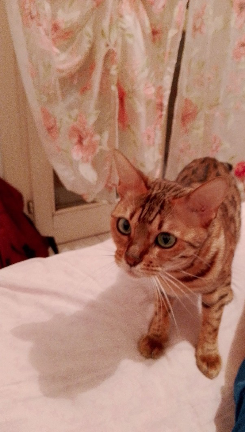 Lodi - Gatta smarrita in zona Fanfani