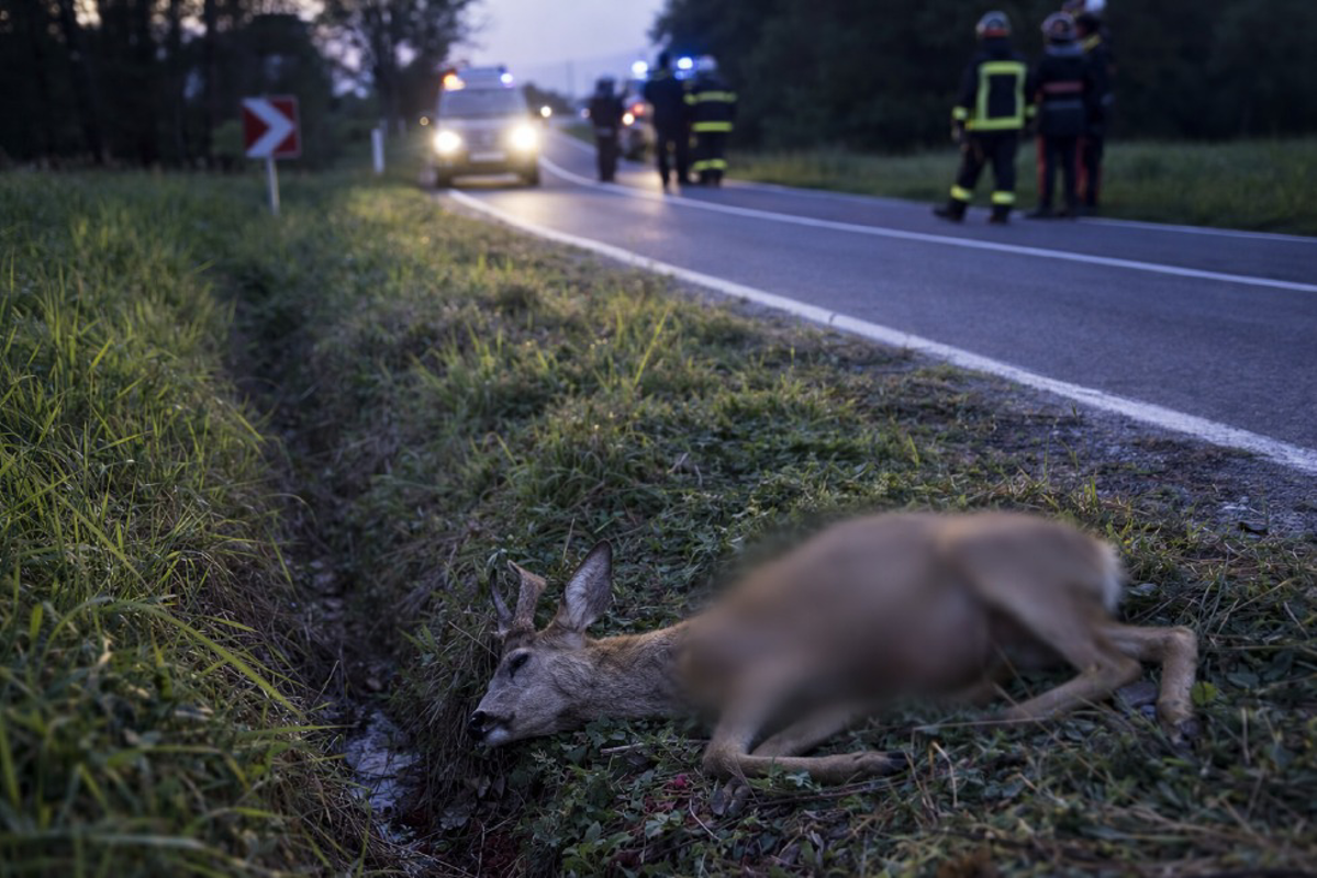 Montanaso Lombardo - Capriolo investito