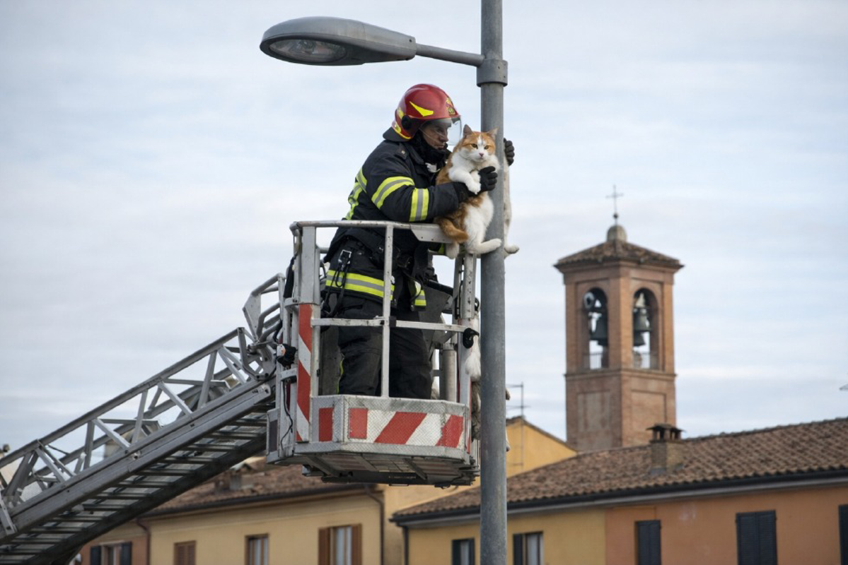 Torrevecchia Pia - Gatto bloccato sul palo della luce