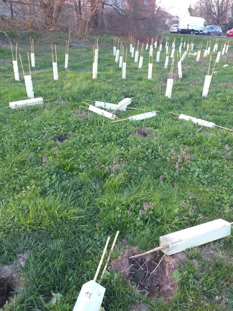 Lodi - Vandalizzati i nuovi alberi del Pratello