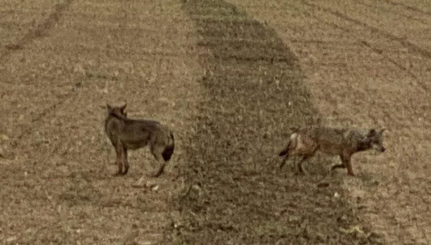 Livraga - Lupi nelle campagne