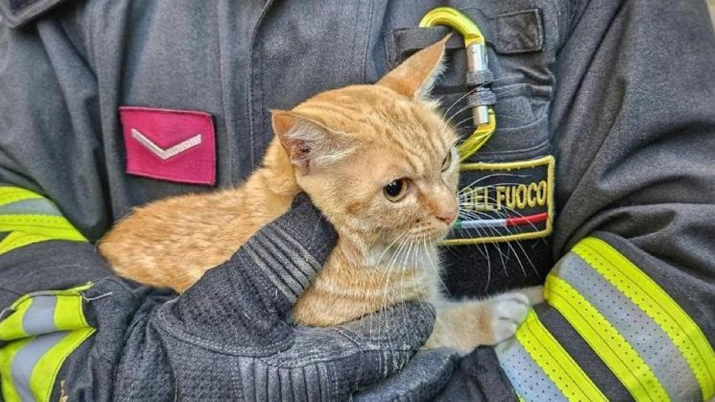 Dal territorio - Gatto incastrato nella tubatura