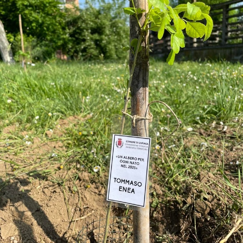 Livraga - Un albero per ogni nato