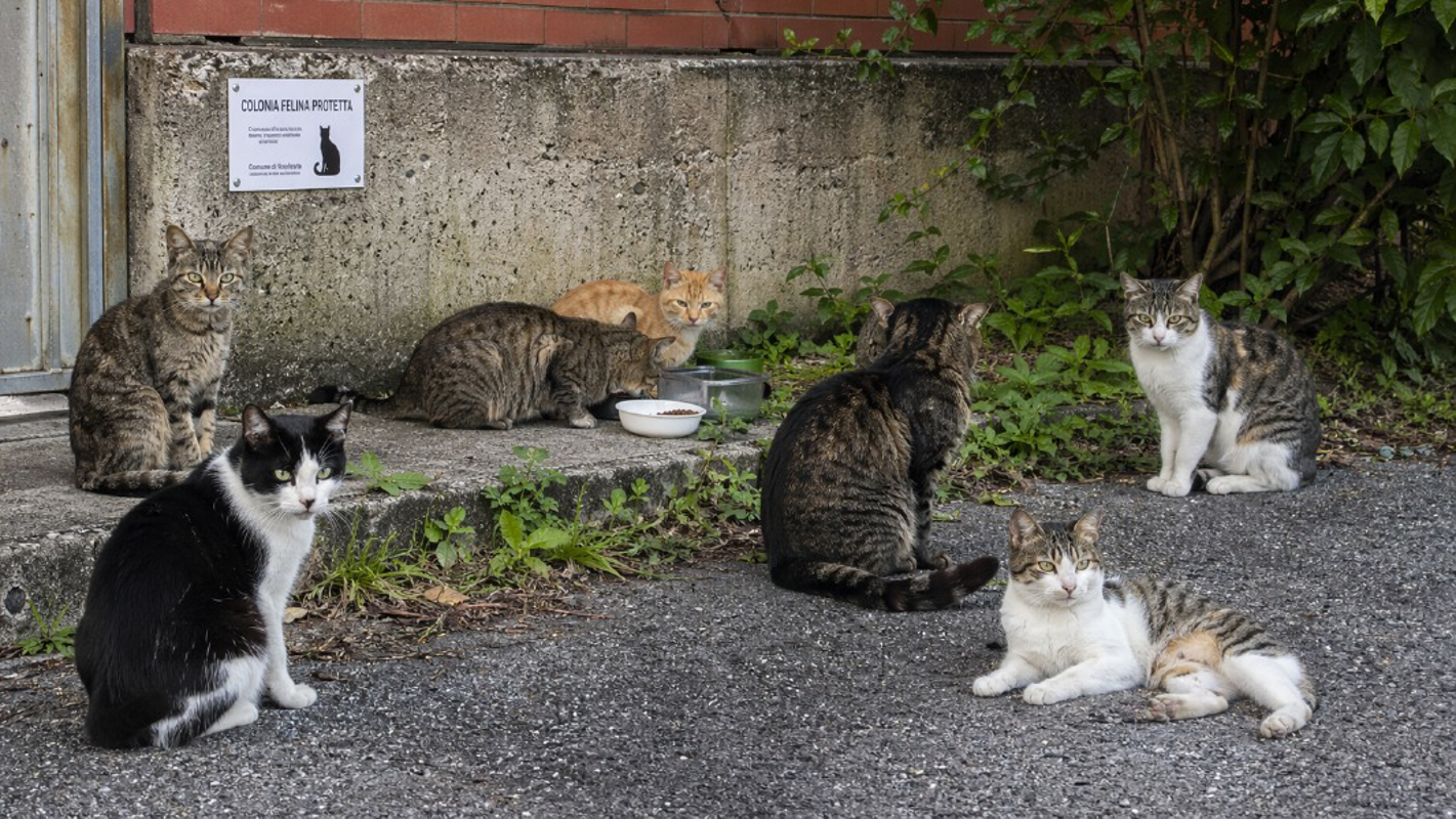 Zelo - Randagismo felino, l’appello