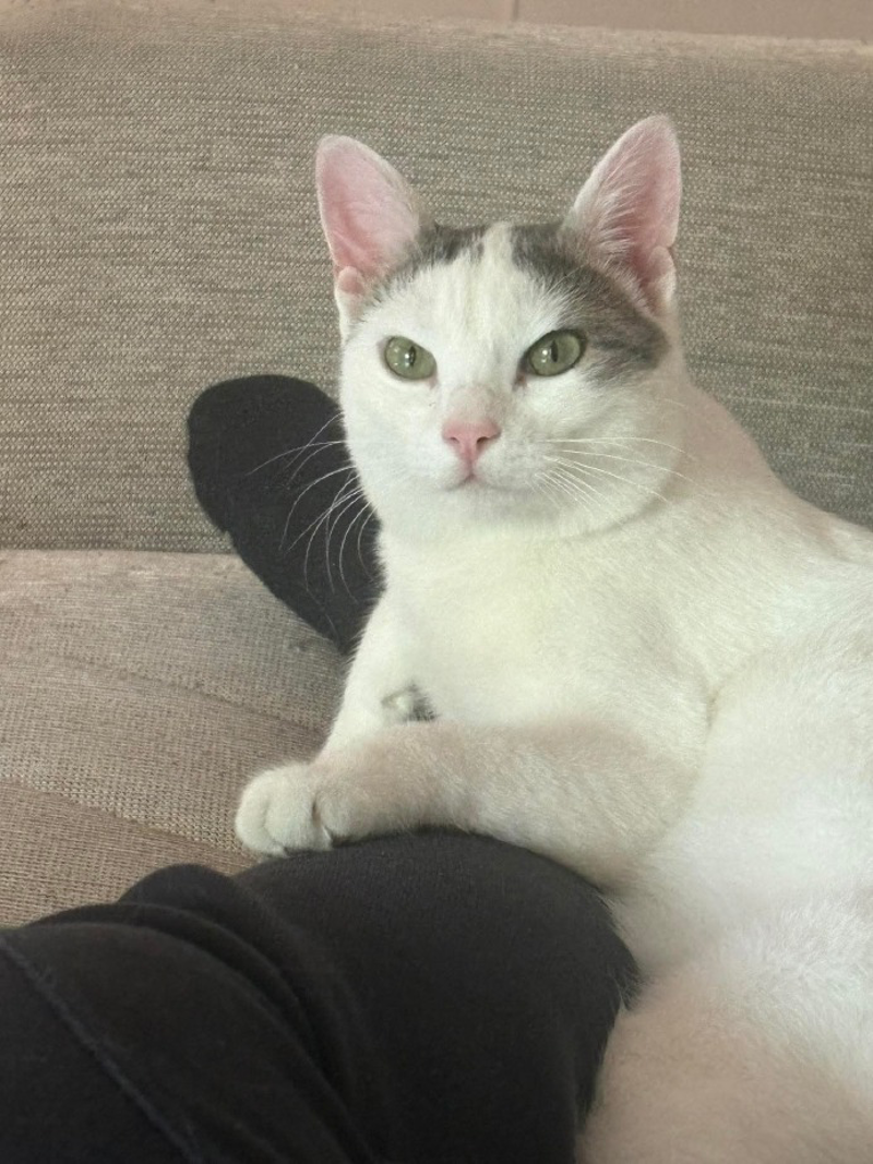 Lodi - Gatta smarrita a Sant’Alberto