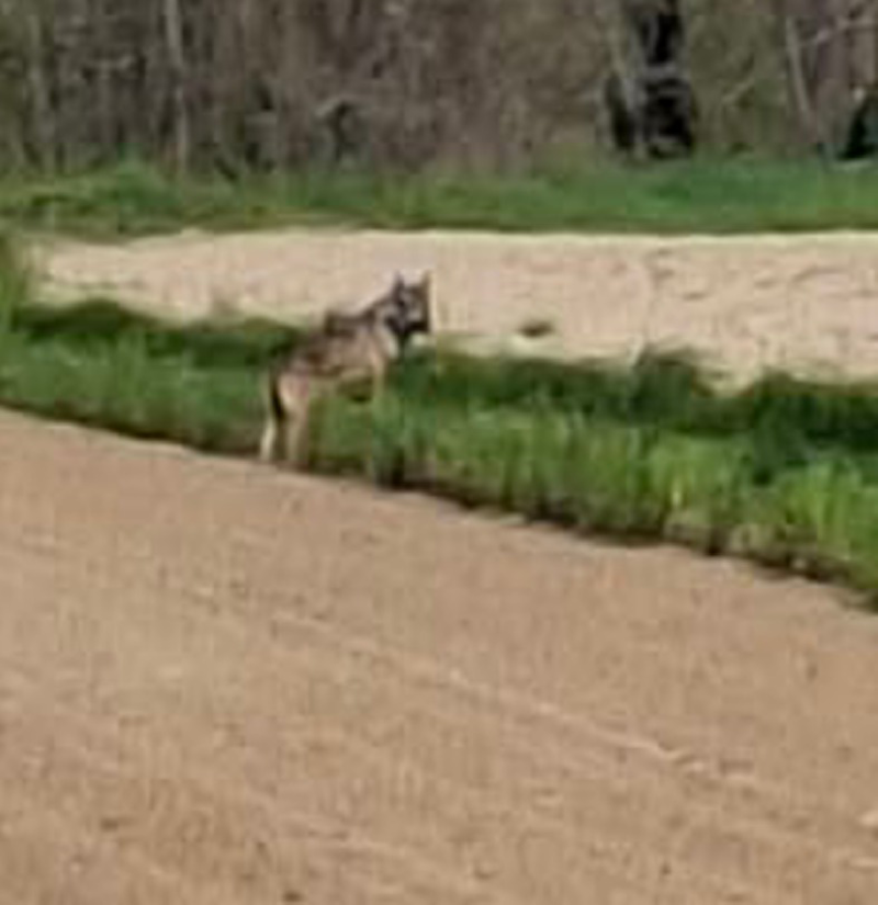 Casalpusterlengo - Eccolo di nuovo