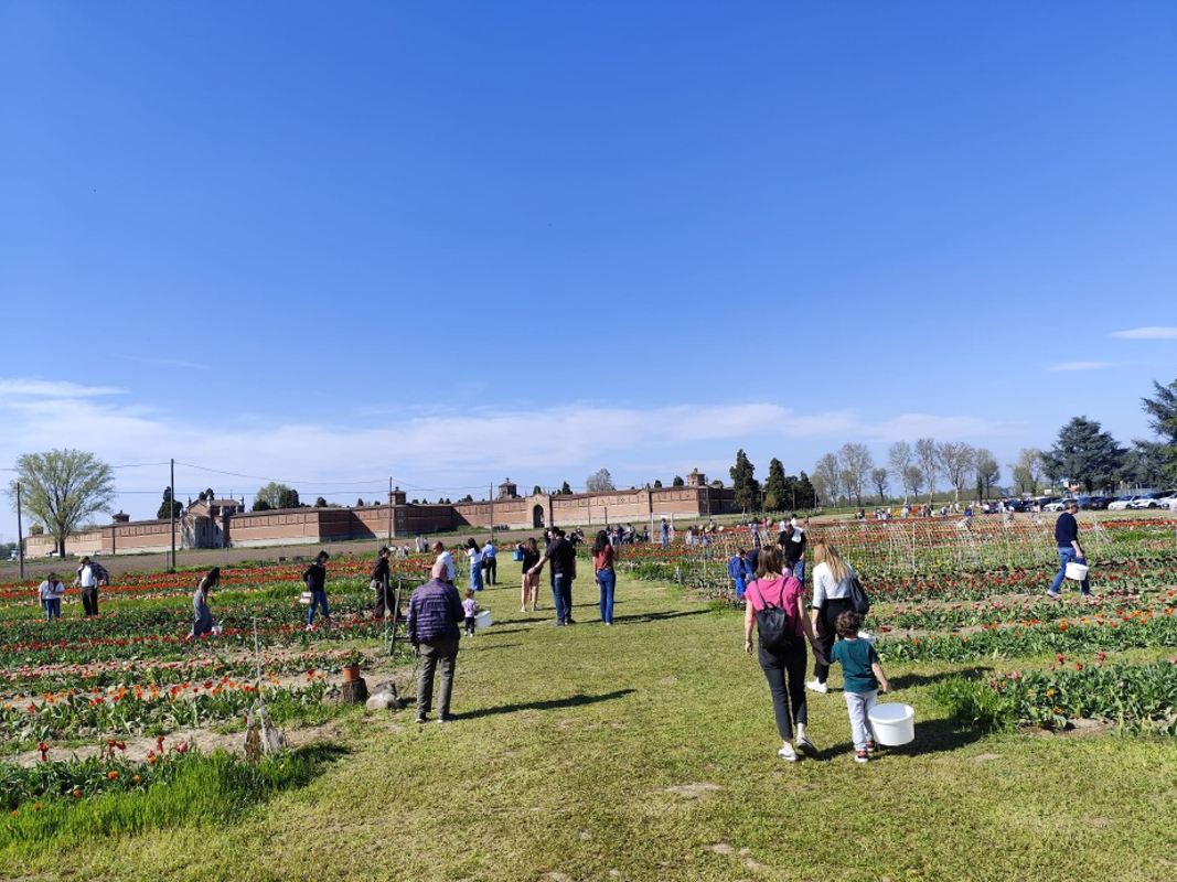 Lodi - Tutti vogliono i tulipani