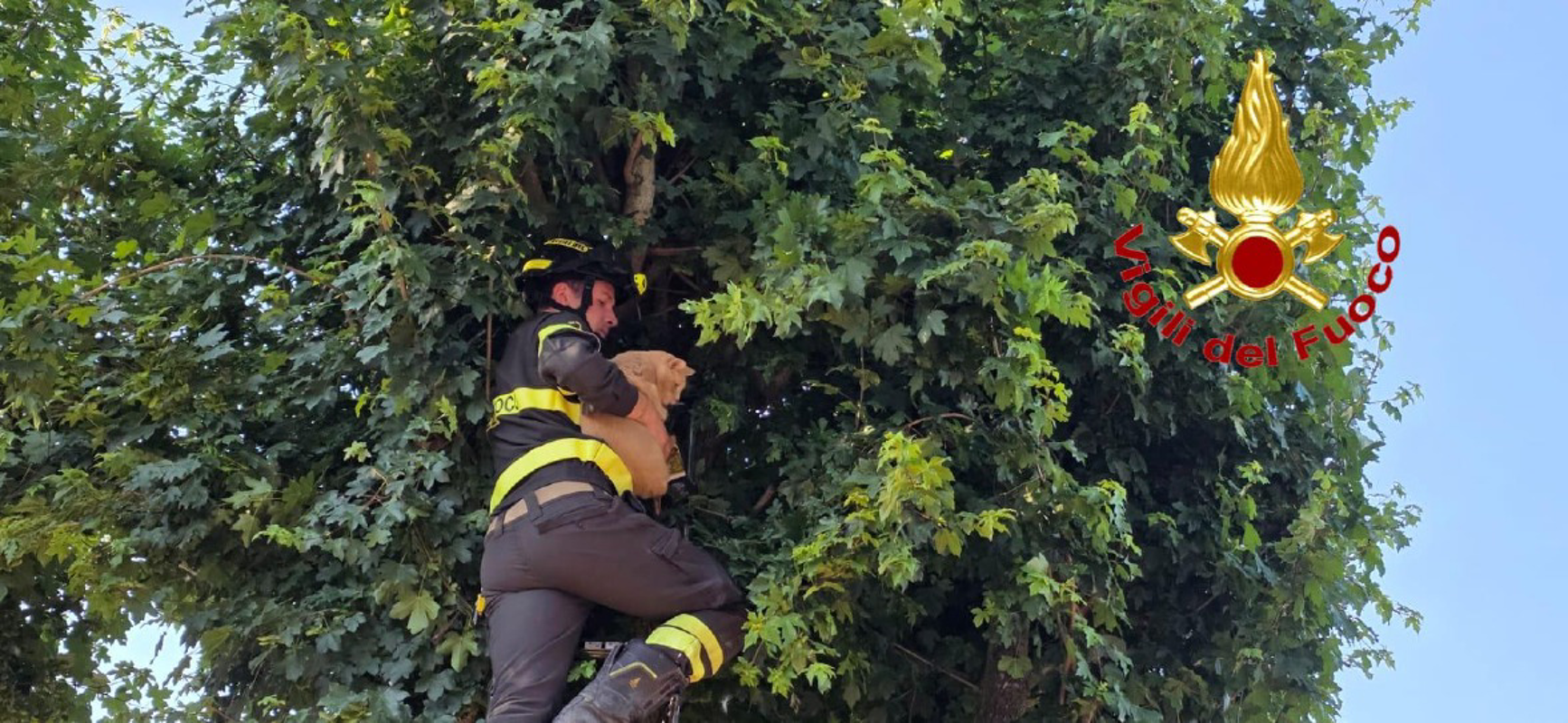 San Fiorano - Gatto su una pianta, arrivano i pompieri