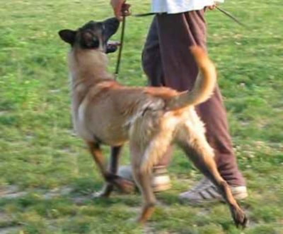 Sordio - Donna morsa da un cane, il proprietario si allontana