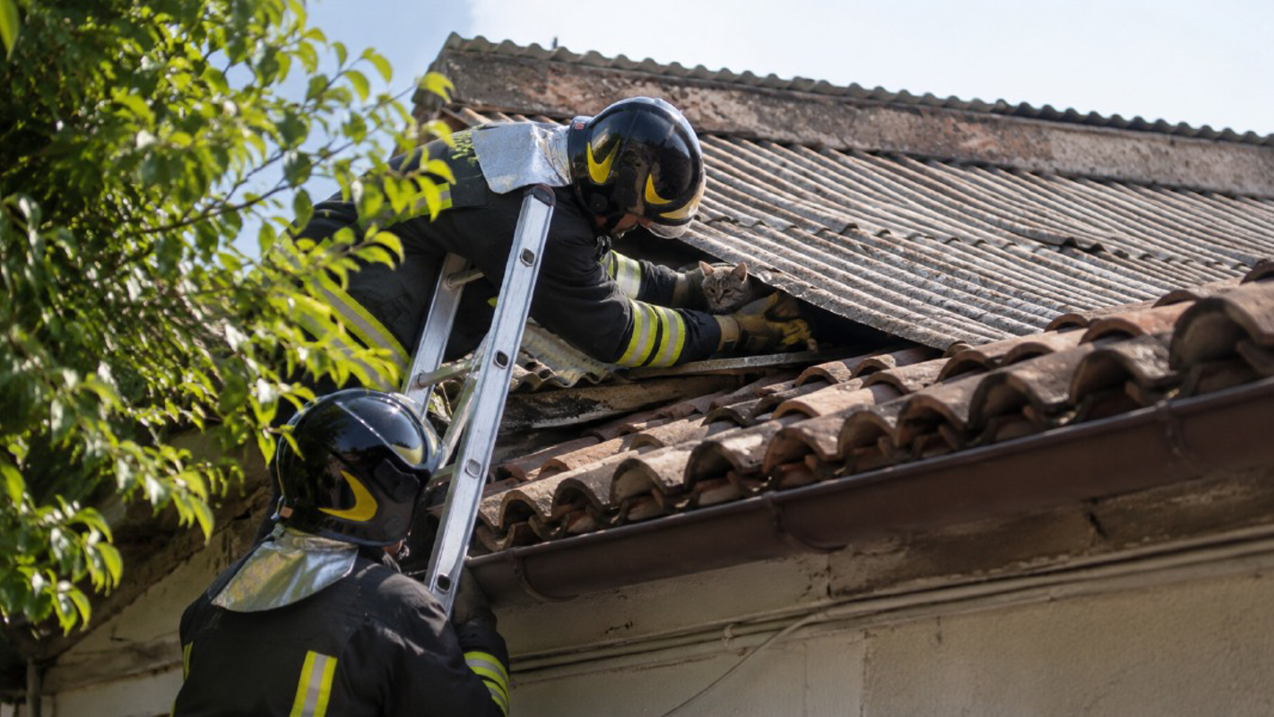 Lodi - Mamma gatta salvata dai vigili del fuoco