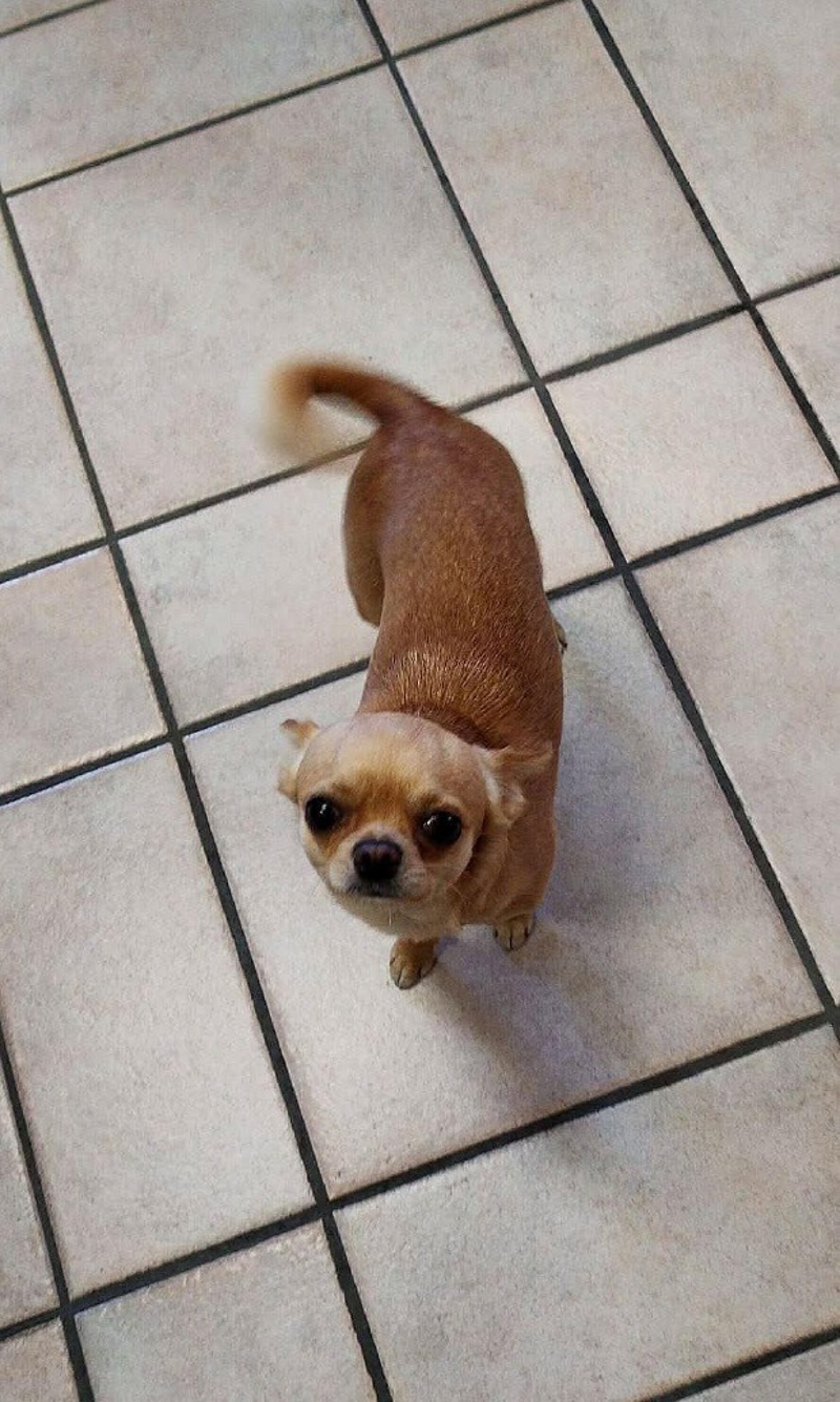 Cornegliano Laudese - Chihuahua trovato nella zona commerciale