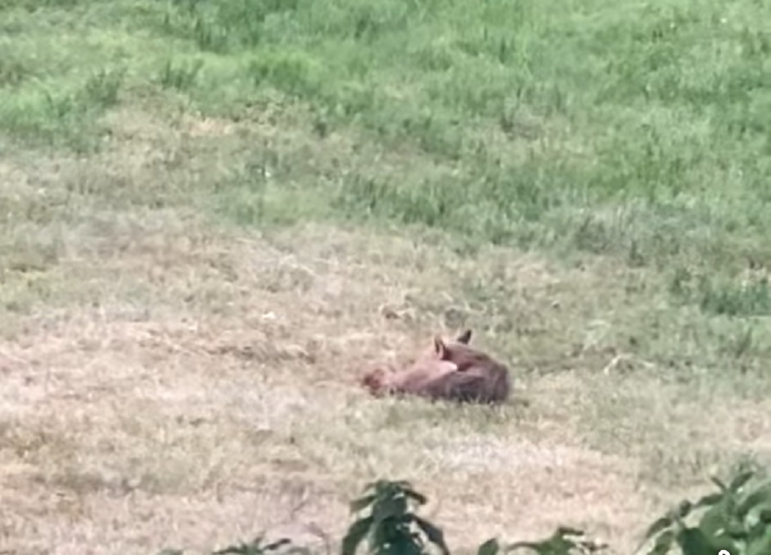 Salerano al Lambro - Una volpe si riposa nel campo