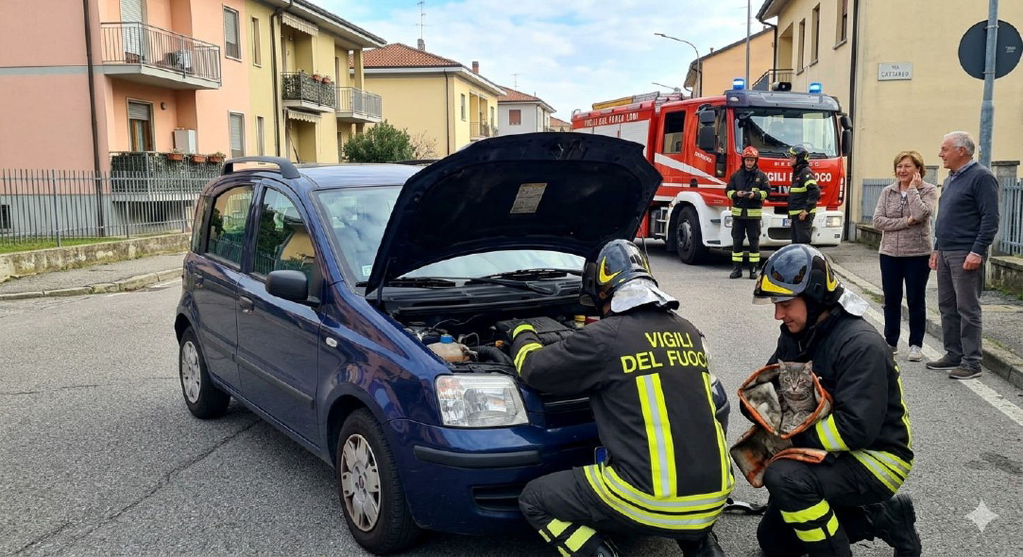 Codogno - Gatto nel vano motore