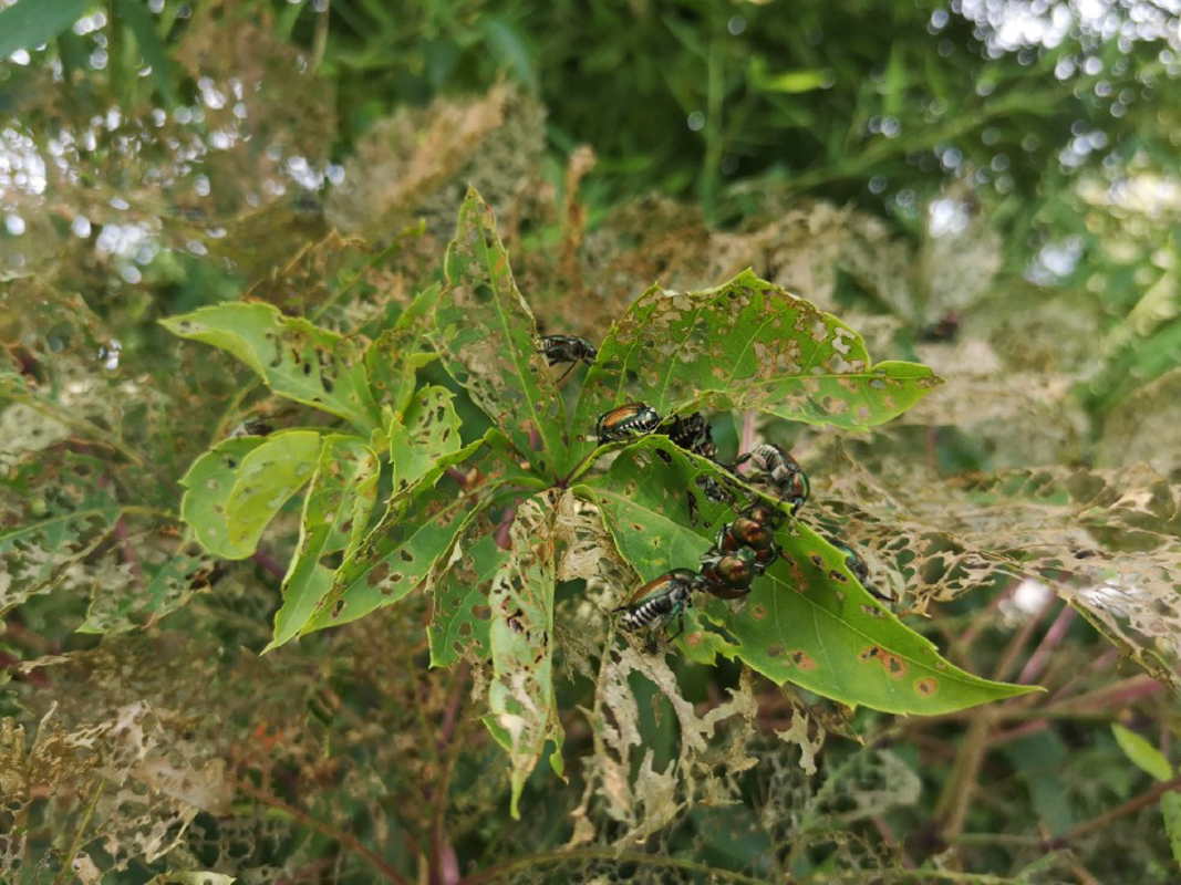 Lodi - Popillia japonica, danni