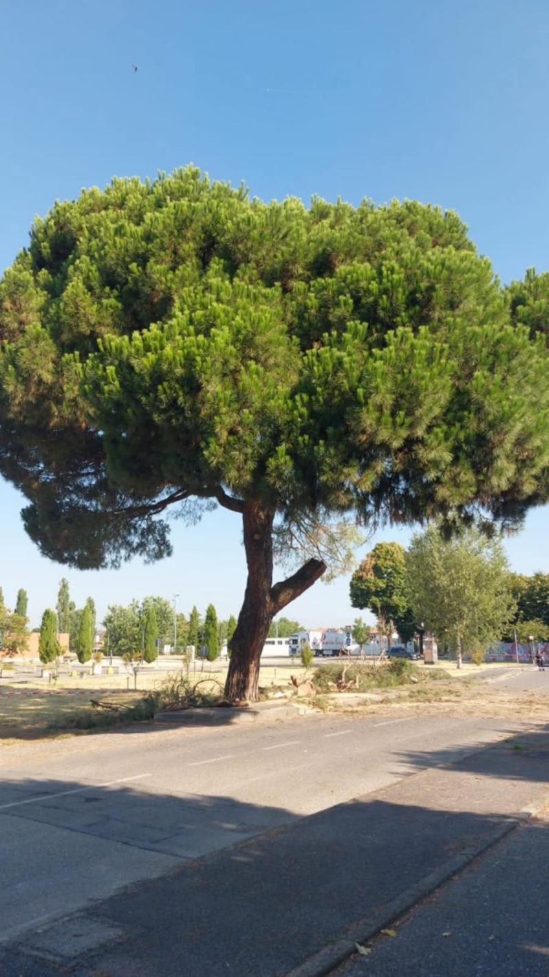 Lodi Vecchio - Nonno Albero è stabile
