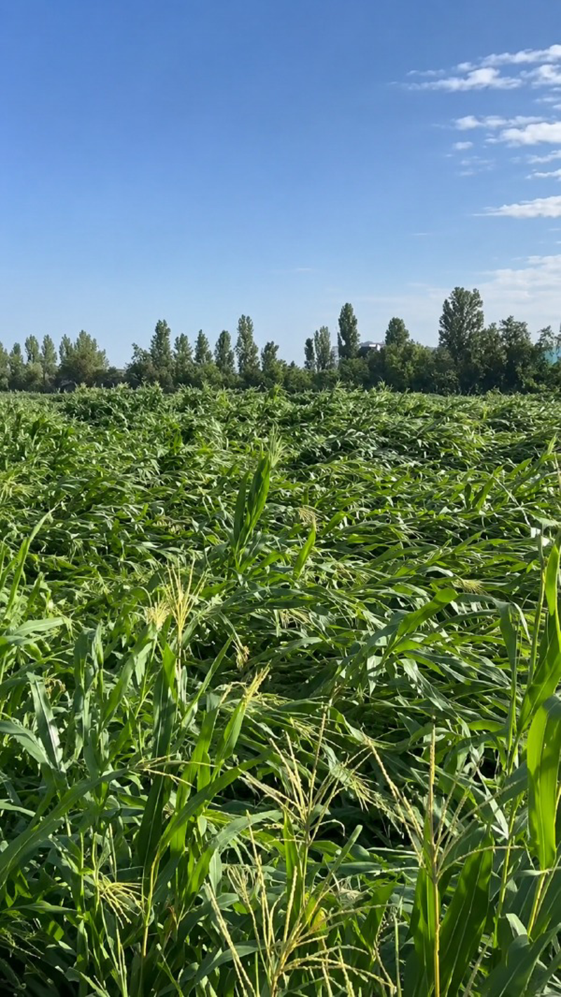 Lodigiano - Grandine, Confagricoltura chiama la Regione