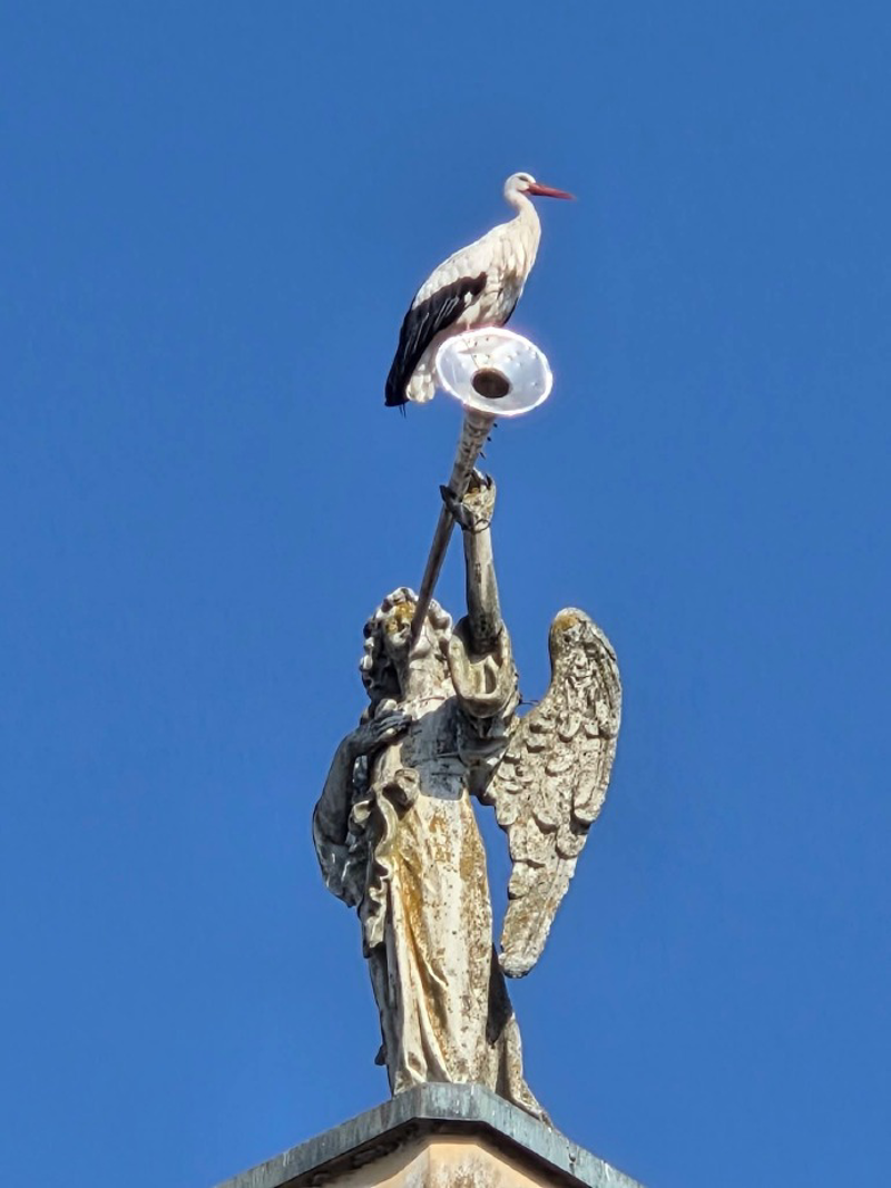 Zelo Buon Persico - Una cicogna sull’angelo della chiesa