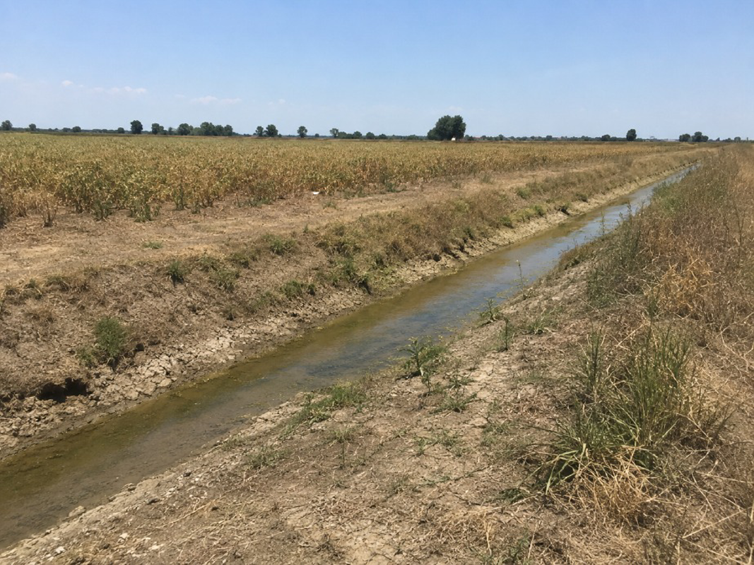 Lodigiano - Piogge dimezzate, campi a secco