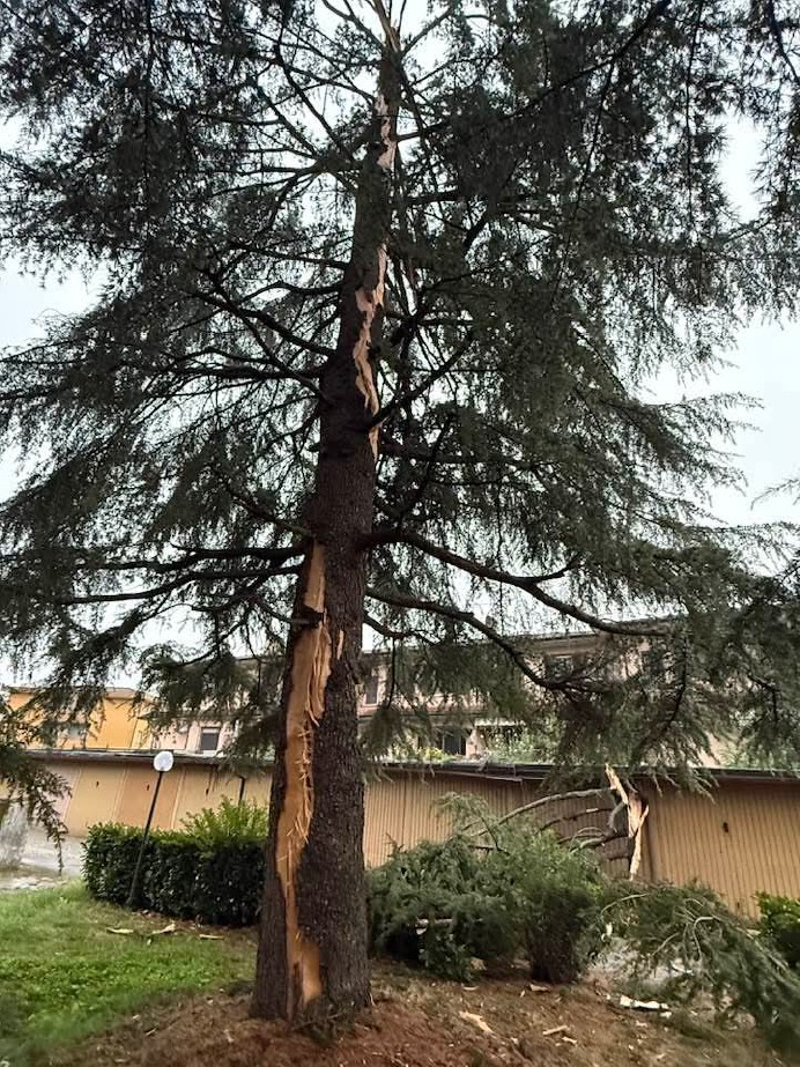 Casalpusterlengo - Fulmine squarcia un albero