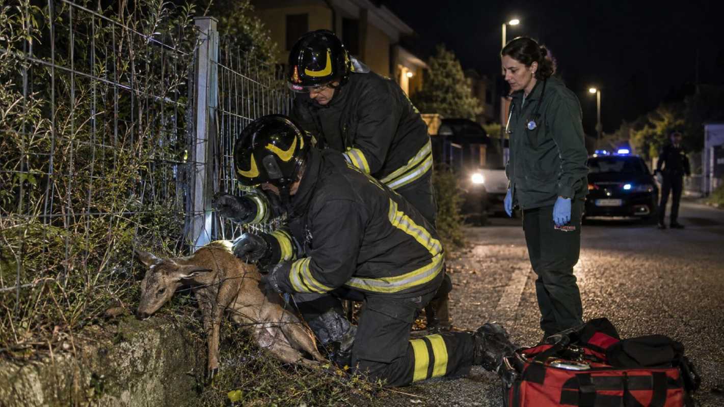 Guardamiglio - Capriolo salvato dai pompieri